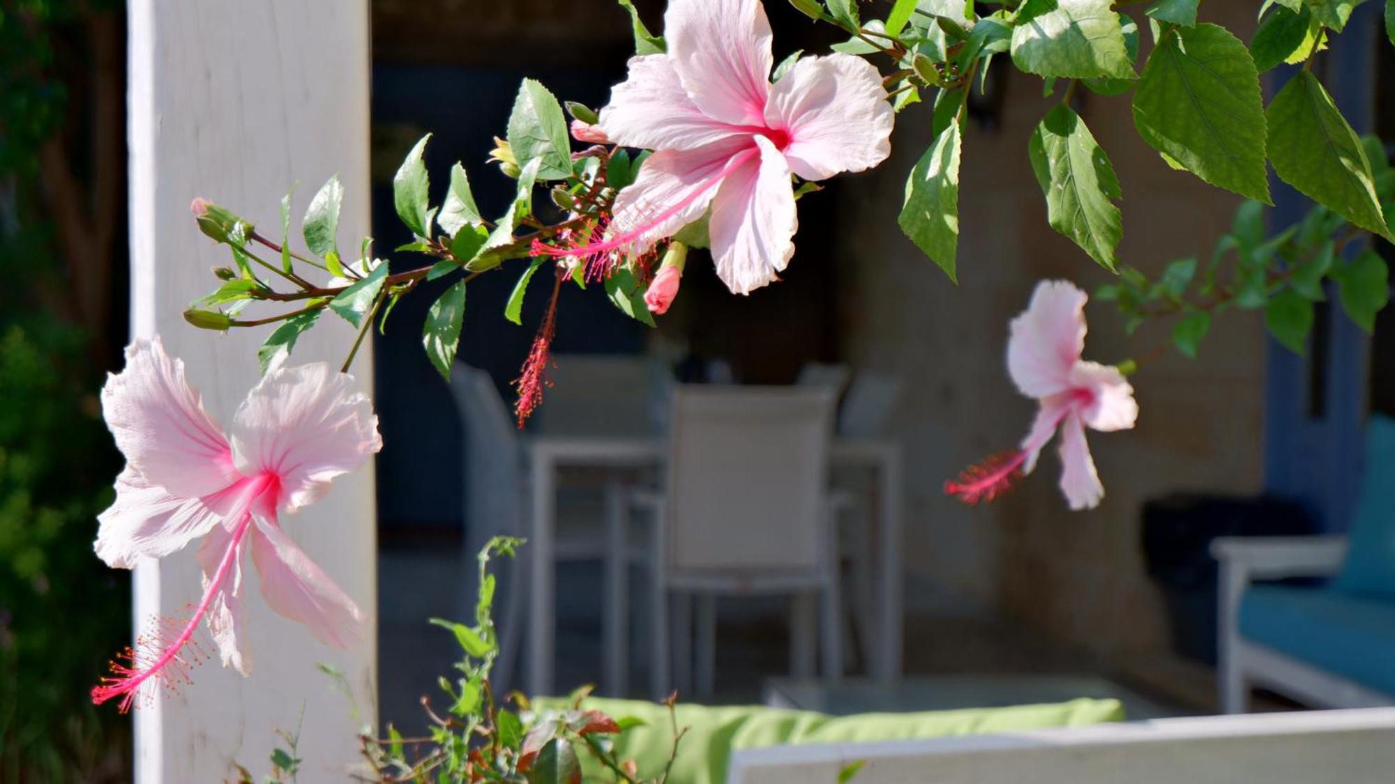 Village Knights Accommodation Żebbuġ Exteriör bild